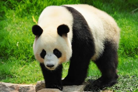 PANDA GIGANTE (Ailuropoda melanoleuca)